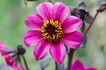 Dark Angel Dahlia ‘Dracula’