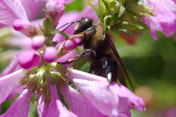 Eastern Carpenter Bee (Xylocopa virginica) on Physostegia virginiana