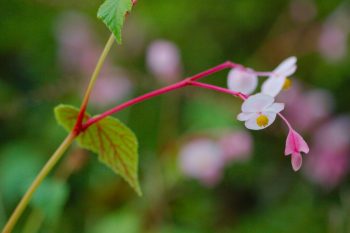 Hardy Begonia (Begonia grandis)