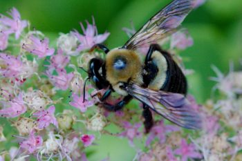 Carpenter Bee on Stonecrop