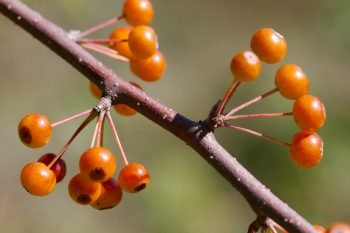 Hawthorn Fruit