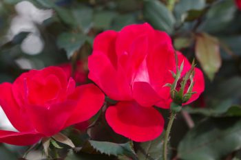 Margaret's Roses