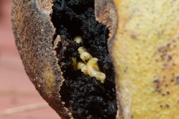 Walnut and Fly Larvae