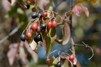 Viburnum Berries