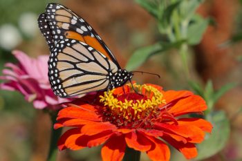 Monarch on Zinnia