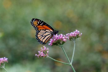 Monarch (Danaus plexippus)