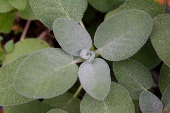 Sage Leaves