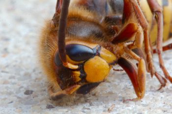 Vespa crabro (European Hornet)