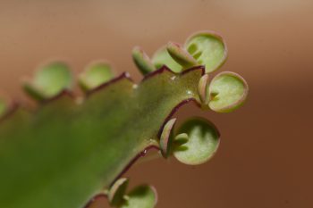 Kalanchoe