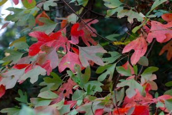 Sassafras Leaves