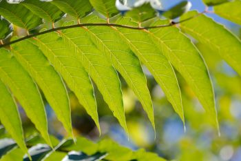 <em>Ailanthus altissima</em> (Tree of Heaven) Leaves