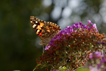 Vanessa cardui (Painted Lady)