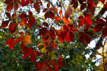 <em>Parthenocissus quinquefolia</em> (Virginia creeper)