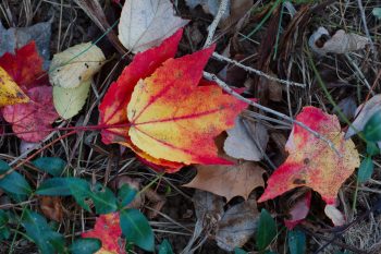 Maple Leaves