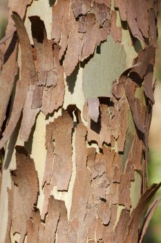 Sycamore Bark