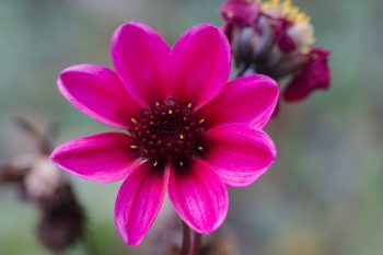 Dark Angel Dahlia 'Dracula'