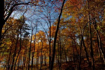 The Woods At Lake Needwood