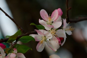 Cherry Blossoms