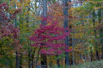 Fall Color In The Woods