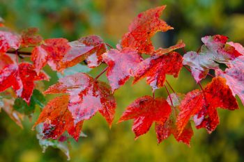 Maple Leaves On A Rainy Day