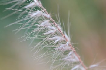 Grass Seeds