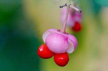Euonymus japonicus (Japanese Spindle)