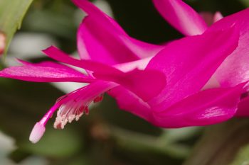 Schlumbergera truncata (Thanksgiving Cactus)