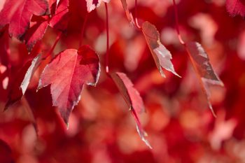 Red Maple Leaves