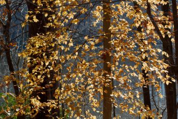 Beech Leaves, Lake Frank