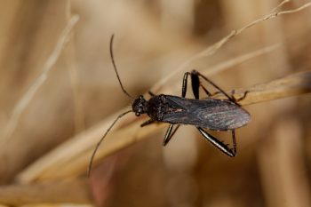 <em>Alydus eurinus</em> (Broad-headed Bug)