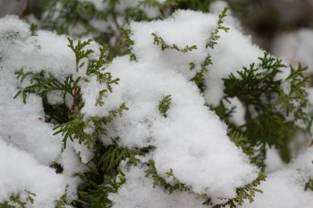 Winter's First Snow