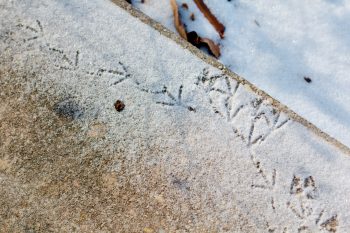 Bird Footprints