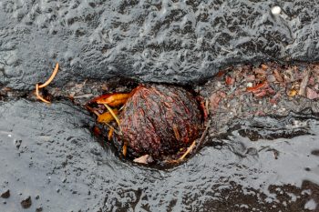 Walnut in Asphalt