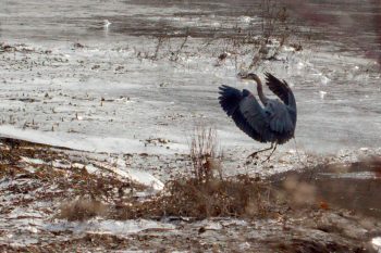 Great Blue Heron (Ardea herodias)