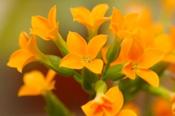 Kalanchoe Flowers