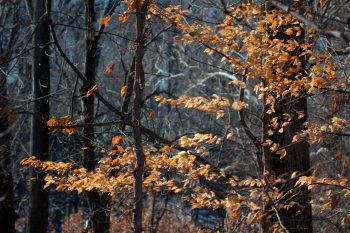 American Beech Leaves