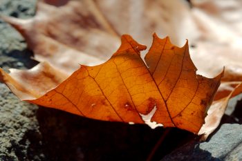 Sycamore Leaf