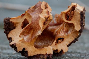 Black Walnut Husk