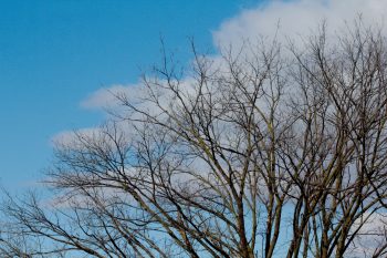 Tree Tops