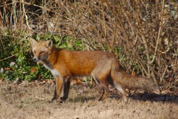 Red Fox (Vulpes vulpes)