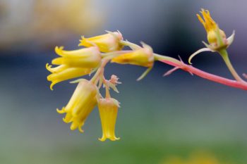 Echeveria Flowers