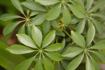 Schefflera Leaves