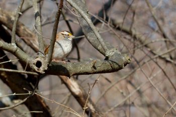 White-throated Sparrow (Zonotrichia albicollis)