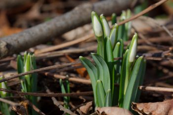 Snow Drops (Galanthus nivalis)