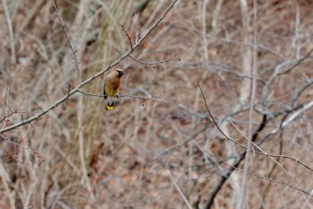 Cedar Waxwing (<em>Bombycilla cedrorum</em>)