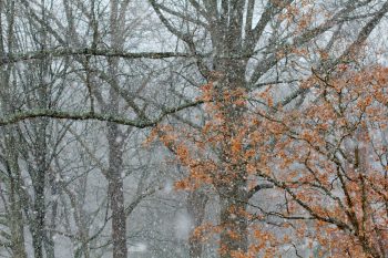 Snow Squall