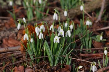 Snow Drops (Galanthus nivalis)