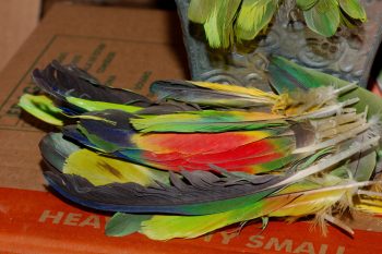 Parrot Feathers