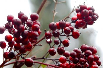 Nandina Berries