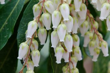 <em>Pieris japonica</em>